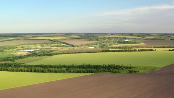 田舎の風景の上に高い高度での四角形の飛行 夏の晴れた日に緑のフィールド上の空中ビュー 牧草地や小麦畑の4K映像 — ストック動画