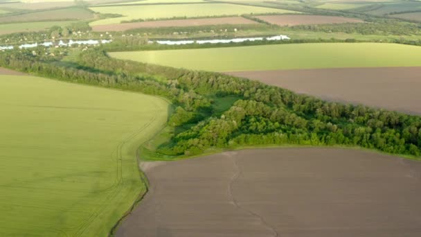 Luchtfoto Groene Velden Een Zonnige Zomerdag Vlucht Van Een Quadcopter — Stockvideo