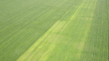 Yeşil ülke sahasının insansız hava aracının üst görüntüsü. Örnek arka plan olarak doğal otlar. Taze çayır bitki dokusu. Tarım çimleri olan hava manzarası.