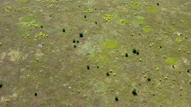 Topo Aéreo Para Baixo Imagens Drone Superfície Campo Dia Verão Vídeo De Stock