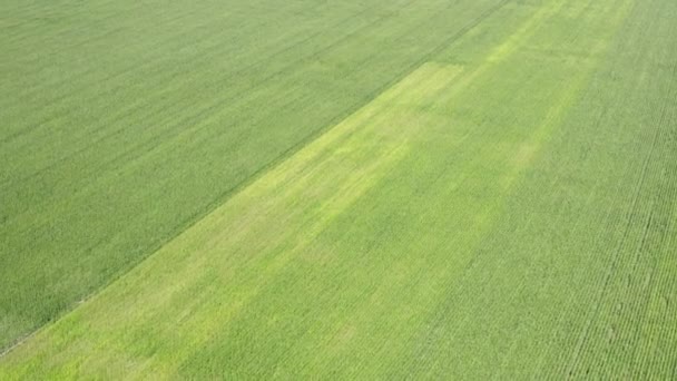 新鲜的草本植物纹理 空中景观与农业草坪 从绿地的无人机俯瞰 以天然青草为图案背景 — 图库视频影像