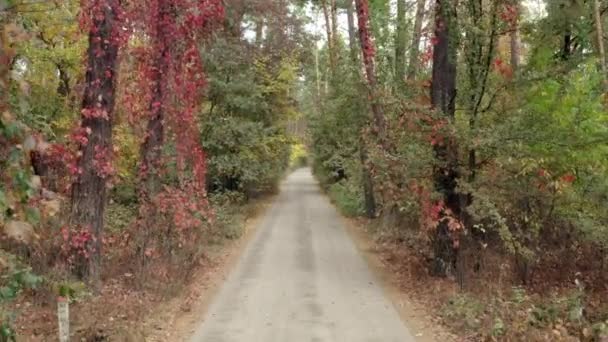 Voo Acima Estrada Floresta Outono Através Árvores Com Folhas Amarelas Vídeo De Stock Royalty-Free