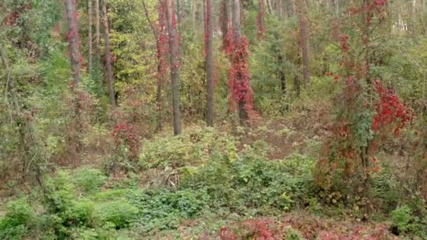 Voo Dentro Floresta Outono Através Árvores Com Folhas Amarelas Vermelhas Vídeo De Stock Royalty-Free