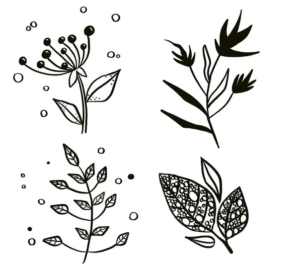 Άγρια λουλούδια. Δείγματα. Λευκό φόντο. — Διανυσματικό Αρχείο