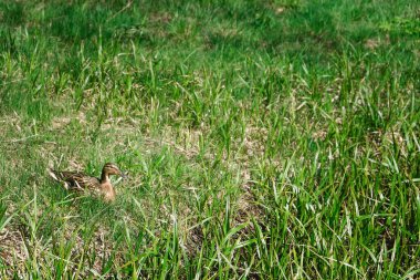 Parktaki çimlerin üzerinde bir yaban ördeği.