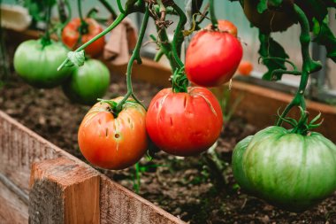 Lezzetli kırmızı domates çiftliği