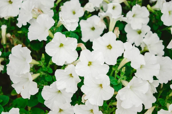 Gros plan fleurs de pétunias blancs — Photo
