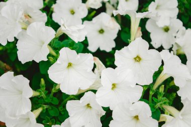 Beyaz petunyaların yakın plan çiçekleri