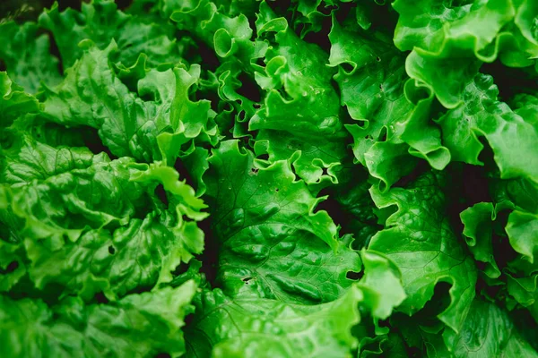 Bahçıvanlık arka planında marul yeşili bitkiler var. Sebze tarlasında yeşil yapraklı marul..