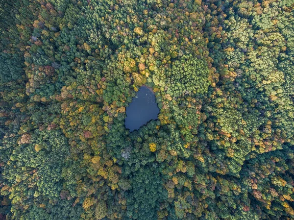 Aerial Top View Autumn Landscape Wild Forest Lake — Stock Photo, Image