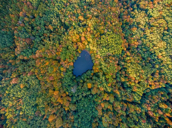 Vista Aérea Superior Paisaje Otoño Lago Bosque Salvaje Rusia —  Fotos de Stock