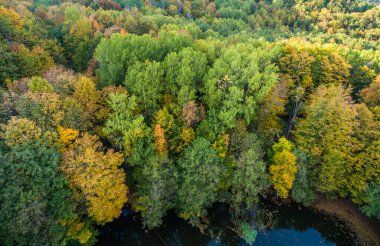 Hava görüntüsü. Hornbeam ağaçlarının gölgesinde vahşi göl.
