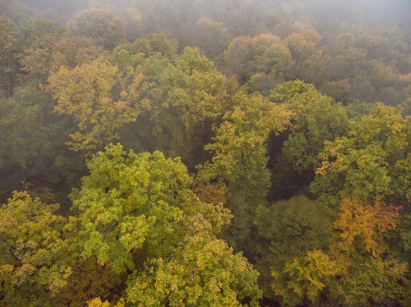 Vista Aérea Niebla Matutina Sobre Bosque Vista Superior Los Árboles —  Fotos de Stock