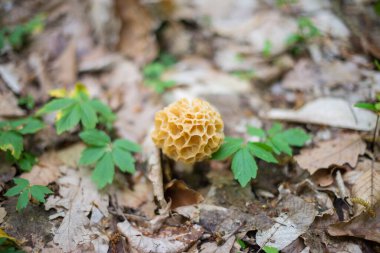 Morchella esculenta (Morchella esculenta).