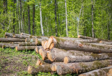 Aspen ağacının tacı.
