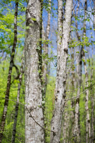 Bukové Stromy Svislá Fotografie Kmenů — Stock fotografie