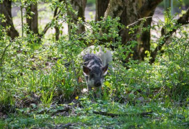 Dikkat et, kıllı domuz çalıların arasından çıkıyor..