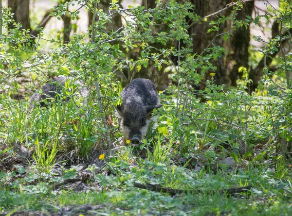 Cuidado Porco Peludo Sai Dos Arbustos — Fotografia de Stock