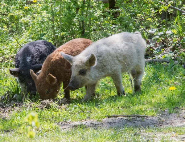 Cerdos Húngaros Mangalica Comiendo Hierba — Foto de Stock