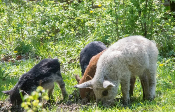 Young Kinky Pigs Grazing Grass — Stock Photo, Image