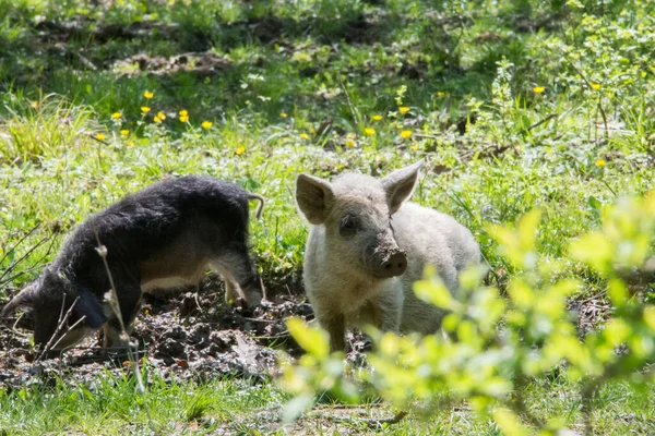 Ovinos Porcos Peludos Mangalitsa Busca Alimentos — Fotografia de Stock