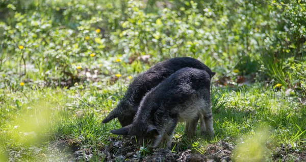 Two hairy pigs dig the ground in the forest. — Stock Image Two Hairy Pigs Dig Ground Forest Stock Photo