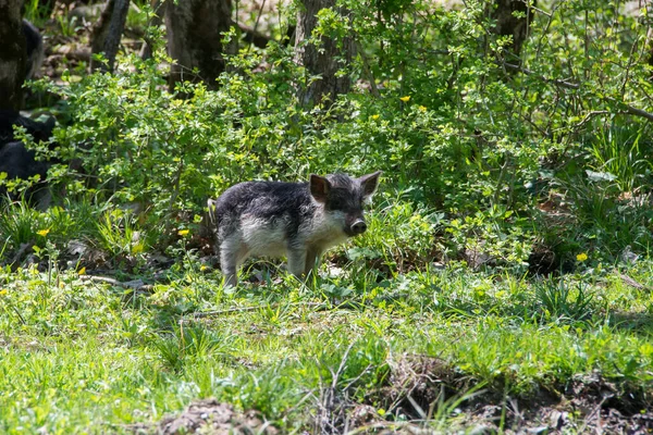 Divertido Peludo Bebé Cerdos Los Arbustos Verdes — Foto de Stock