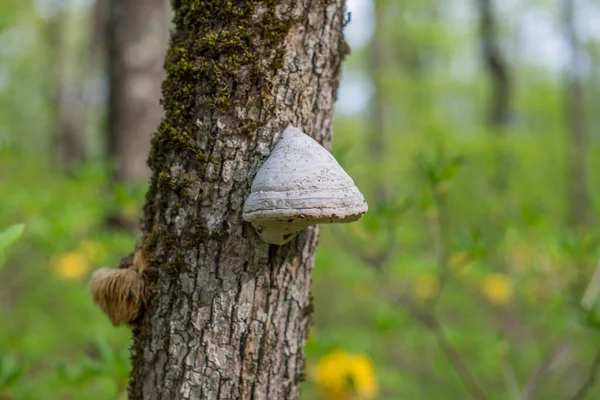 Fungo Tinder Fomes Fomentarius Carvalho Musgo Foco Seletivo — Fotografia de Stock