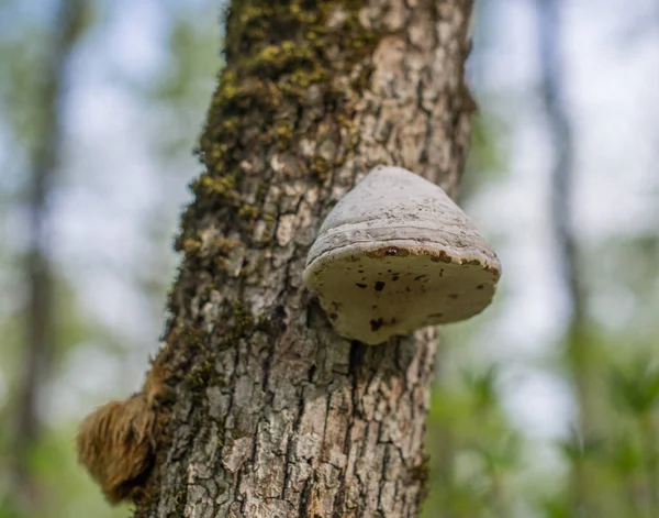 Fungo Casco Fomes Fomentarius Carvalho Musgo Foco Seletivo — Fotografia de Stock