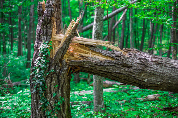 Broken in half old oak braided loach.