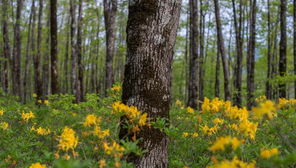 Forest Landscape Oak Grove Selective Focus — Stock Photo, Image