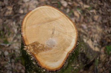 Çatlak meşe kütüğü. Yukarıdan manzara. Seçici odak.