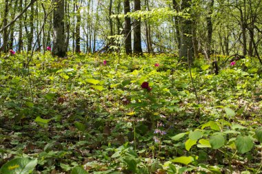 Orman manzarası. Çiçekleri ve ağaçları olan bir çayır. Seçici odak.
