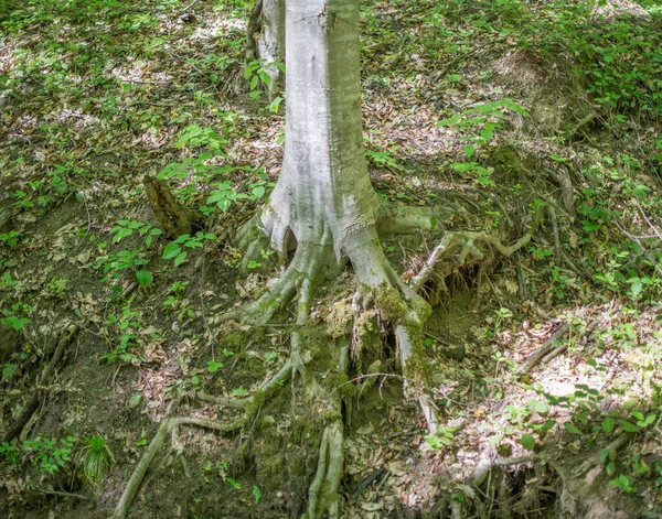 Obrovské Kořeny Stromů Pokrývající Lesní Dno Vyprahlého Koryta Potoka Selektivní — Stock fotografie