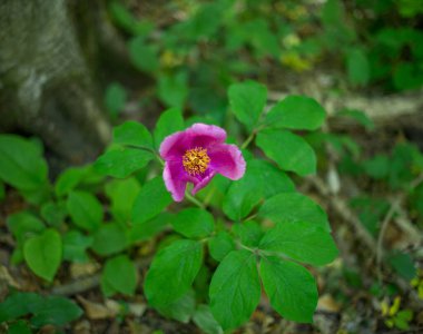 Orman şakayığı (Paeonia Officinalis). Seçici odak.