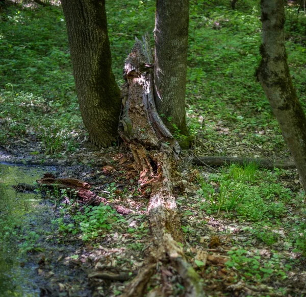 Zbytky Rozloženého Kmene Stromu Selektivní Zaměření — Stock fotografie