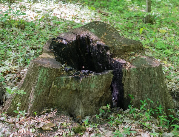 Velký Starý Spálený Pahýl Selektivní Zaměření — Stock fotografie