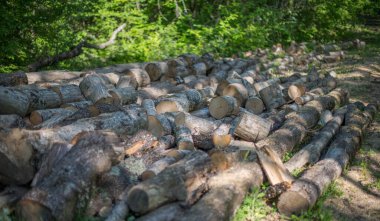 Arka plandaki ormanda bir kütük gördüm. Seçici odak.