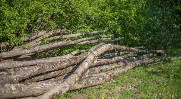 굴곡이 나무줄기들 — 스톡 사진