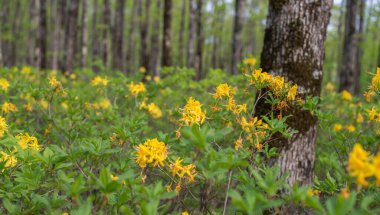 Rododendron luteum (sarı açelya veya hanımeli). Seçici odak.
