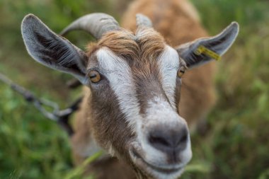 Ağızlık kahverengi evcil keçidir. Seçici odak.
