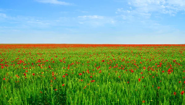 Grande Campo Com Papoilas Floridas Crimeia Ucrânia — Fotografia de Stock