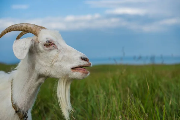 Bleating White Goat Meadow Sea Selective Focus — Stock Photo, Image