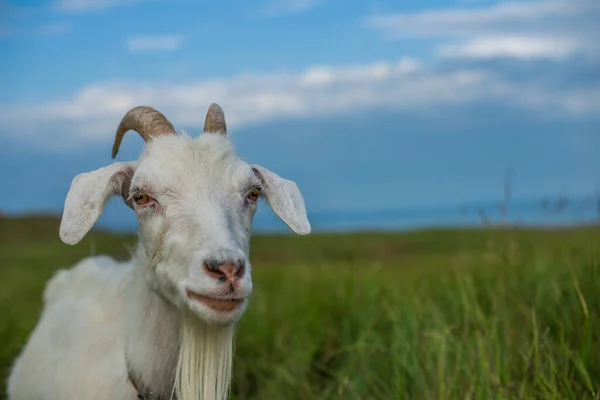 Weiße Ziege Weidet Auf Dem Feld Meer — Stockfoto