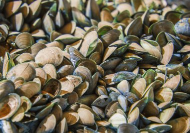 Deniz yumuşakçalarının kabuklarının dokusu.