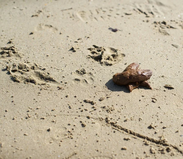 Bunch Dog Shit Sandy Beach Selective Focus — Stock fotografie