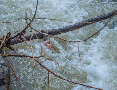 Hızlı akarsuda plastik bir bebeğin kolları ve bacakları..