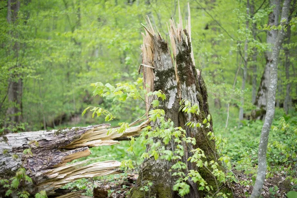 Σπασμένος Κορμός Σάπιου Δέντρου Επιλεκτική Εστίαση — Φωτογραφία Αρχείου