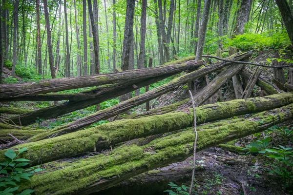 Velha Ponte Arruinada Troncos Apodrecidos Floresta Foco Seletivo — Fotografia de Stock