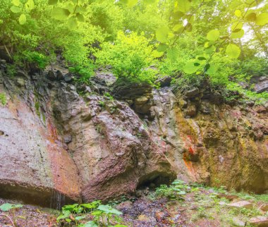 Orman güneşli bir yer. Ormandaki kızıl dağın ıslak yamacı. Seçici odak.